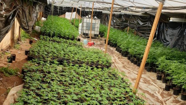 Police discovered the cannabis crop on Tuesday morning and say it is one of the biggest in recent South Australian history. Picture: SA Police