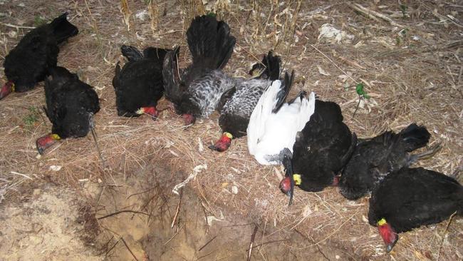 Sandy Beach residents were shocked to discover 15 dead birds in a matter of days. The Environmental Protection Authority is now investigating a possible poisoning. Local resident Rick Darmanin buried the birds and then exhumed them so toxicology tests could be undertaken.