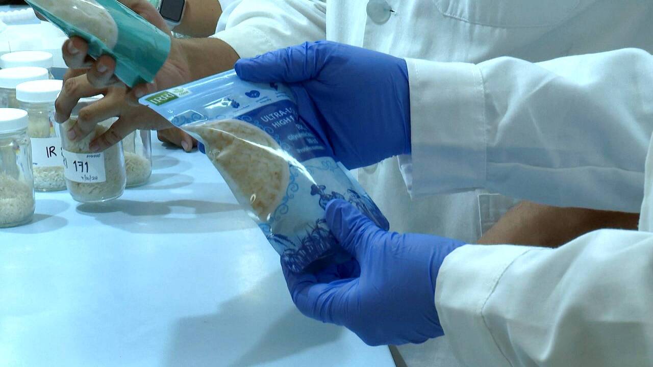 Scientists develop low-sugar, high-protein rice to combat diabetes and obesity in the Philippines