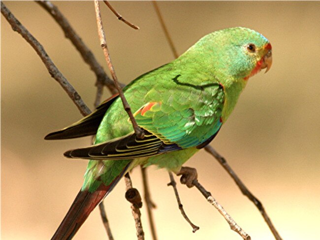 Generic image of endangered swift parrot which is also known to inhabit the Cumberland State Forest. Picture: Geoffrey Dabb