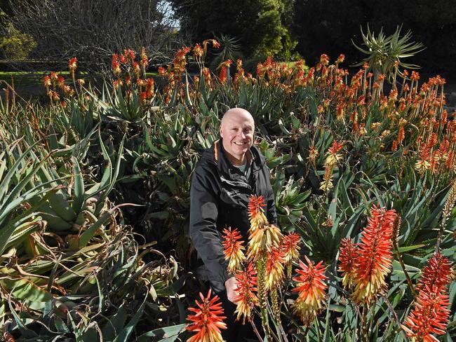 27/07/20 -  Cliff Sawtell site horticultural manager amongst the aloe vera at the Adelaide Botanic gardens.Picture: Tom Huntley