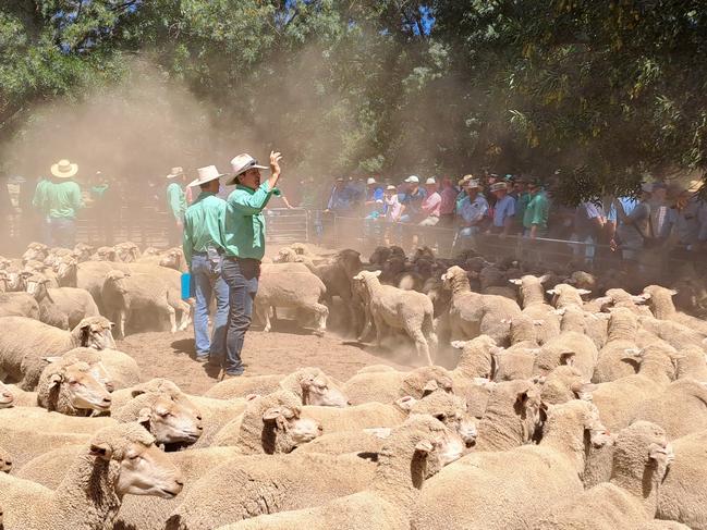 Deniliquin store sheep sale. January 2024.