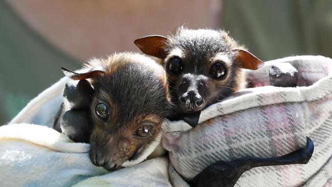 Flying foxes, also called fruit bats, are currently breeding in and around Cairns, prompting wildlife groups to stay alert for animals in distress. Two orphaned flying foxes, both about four-weeks-old. currently being cared for by FNQ Wildlife Rescue. Picture: Brendan Radke