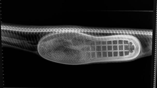 The X-ray shows the slipper is still in one piece.