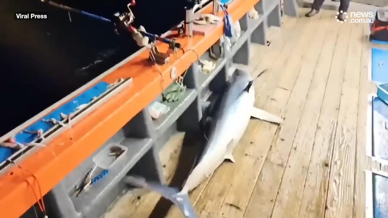 A shocking video captured the moment a fisherman was wiped out by a flying shark that came out of the darkness and landed in the boat.