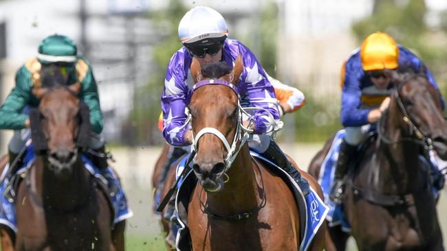 Fiesta will go forward in the Coolmore Classic. Picture: AAP