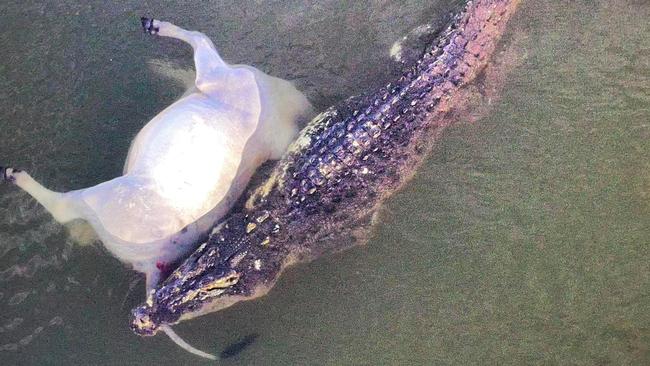 A family of crocodiles were spotted feasting on cattle in the Ord River on Friday. Picture: Grant Meleisea/Stranger Tides