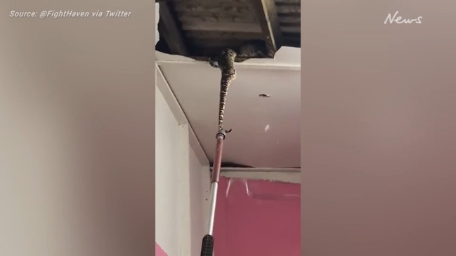 Footage shows snakes break through ceiling