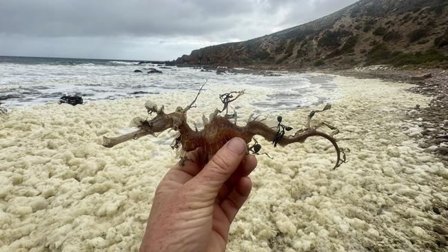 For more than a month, the coastline of Kangaroo Island has been battling a devastating algal bloom. Picture: RAD KI