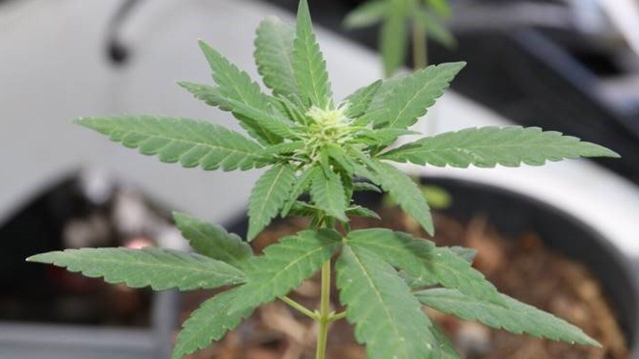 A man was fined after police found a marijuana plant growing inside a room at a Park Avenue home.