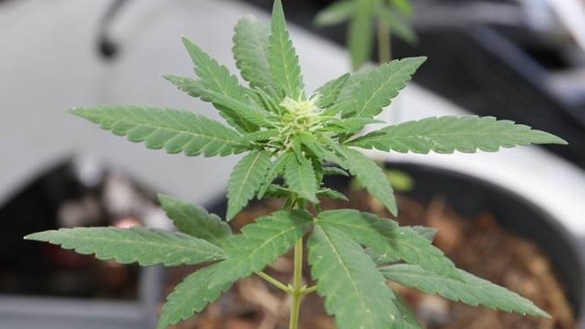 A man was fined after police found a marijuana plant growing inside a room at a Park Avenue home.
