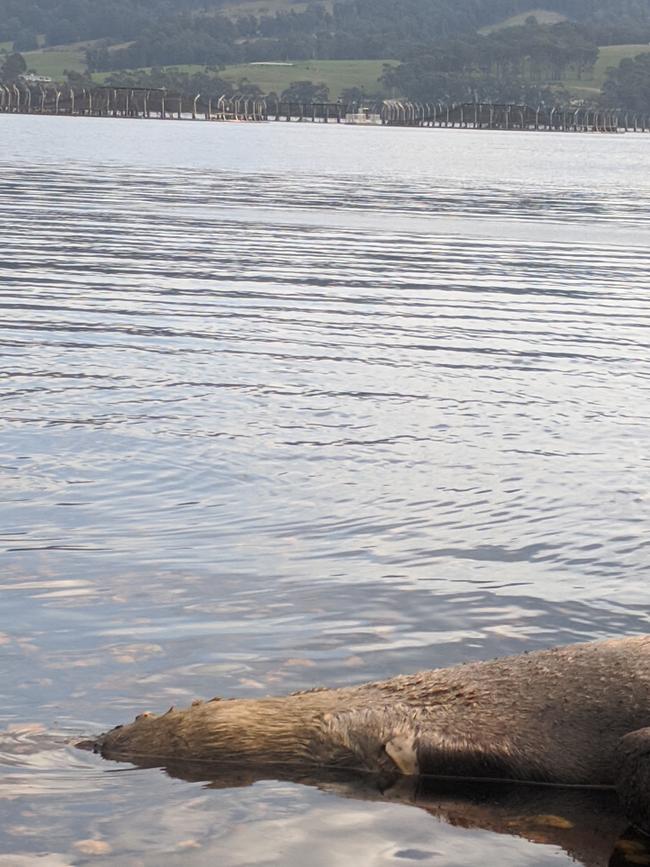 Wounded dead seal washed up near fish farms in Southern Tasmania. Fish pens are clearly visible in the background.