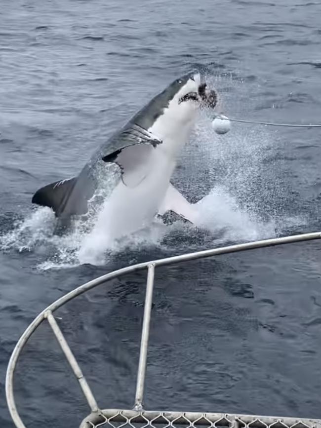 Cripps said his shark cage diving experience was ‘magic’.