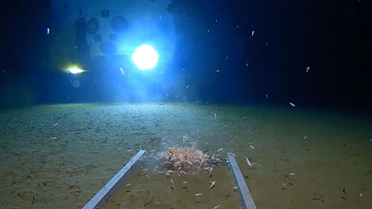 In among the prawn-like creatures, diver Victor Vescovo also found pollution. Picture: Discovery Channel/Deep Planet