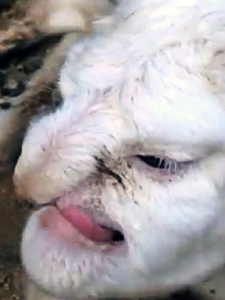 Saved ... A lamb born with a face ‘like an angry old man with a big nose’ has avoided the chop after a circus made an offer for her. Picture: Australscope