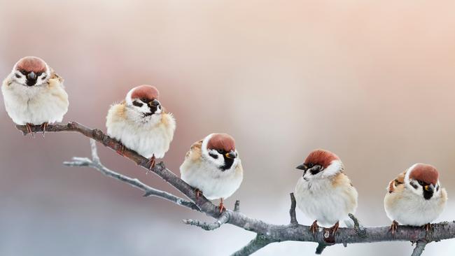 Five Tree Sparrows perched on a tree. Picture: Supplied/World of Birds