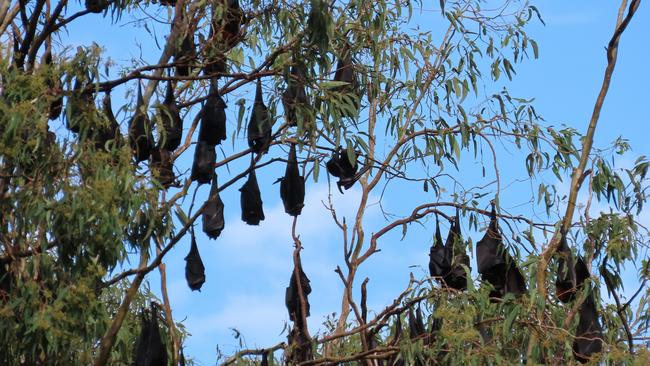 Thousands of bats have taken up residence in trees near the heart of Sarina.