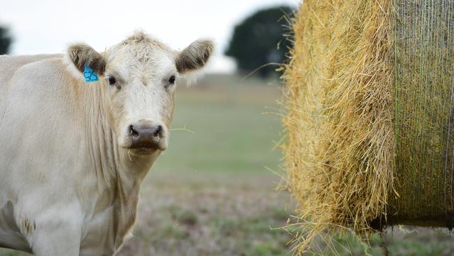 Producers in different regions are reacting differently as dry wether raises the need for feed. Picture: Zoe Phillips