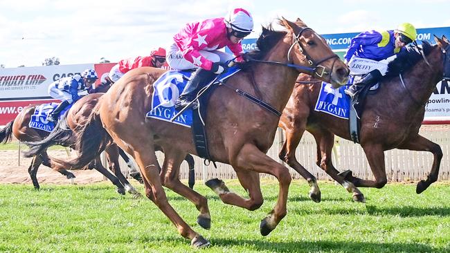 Hoff To Sea is a chance to notch back-to-back wins when he steps up in class at Bendigo on Thursday. Picture: Racing Photos via Getty Images