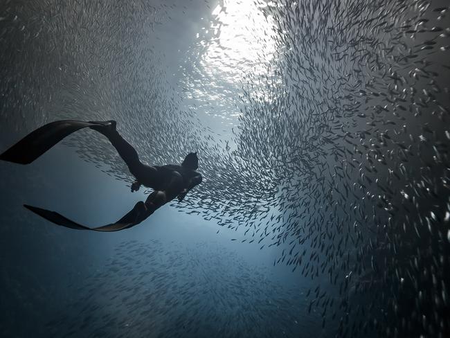 Photo and caption by  Marc Henauer / National Geographic Travel Photographer of the Year ContestSwallows Cave. A freediver swim in the deep of 