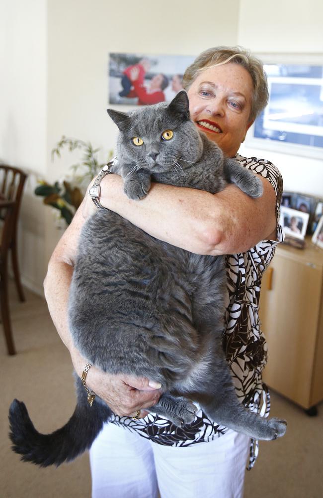 Overweight british hot sale shorthair cat