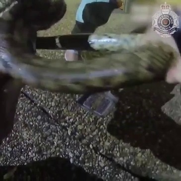 Police Help Woman With Massive Snake Wrapped Around Her Leg