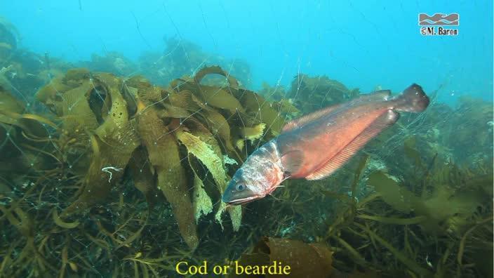 Gill net fishing (GRAPHIC FOOTAGE)