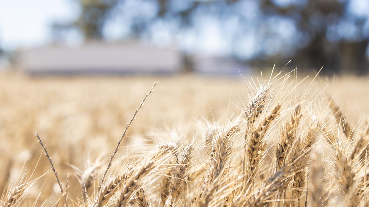 How grain and oilseed prices are shaping up