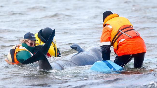 Rescuers from a range of organisations work to save some of the 470 pilot whales that became stranded in Macquarie Harbour at Strahan. Day 3. September 23, 2020. Picture: PATRICK GEE