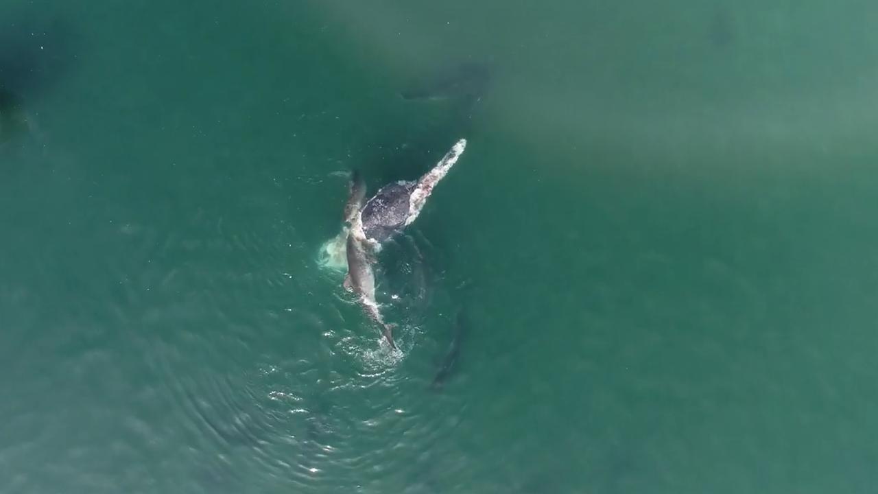 Hervey Bay, Queensland: Footage captures massive shark feeding frenzy ...