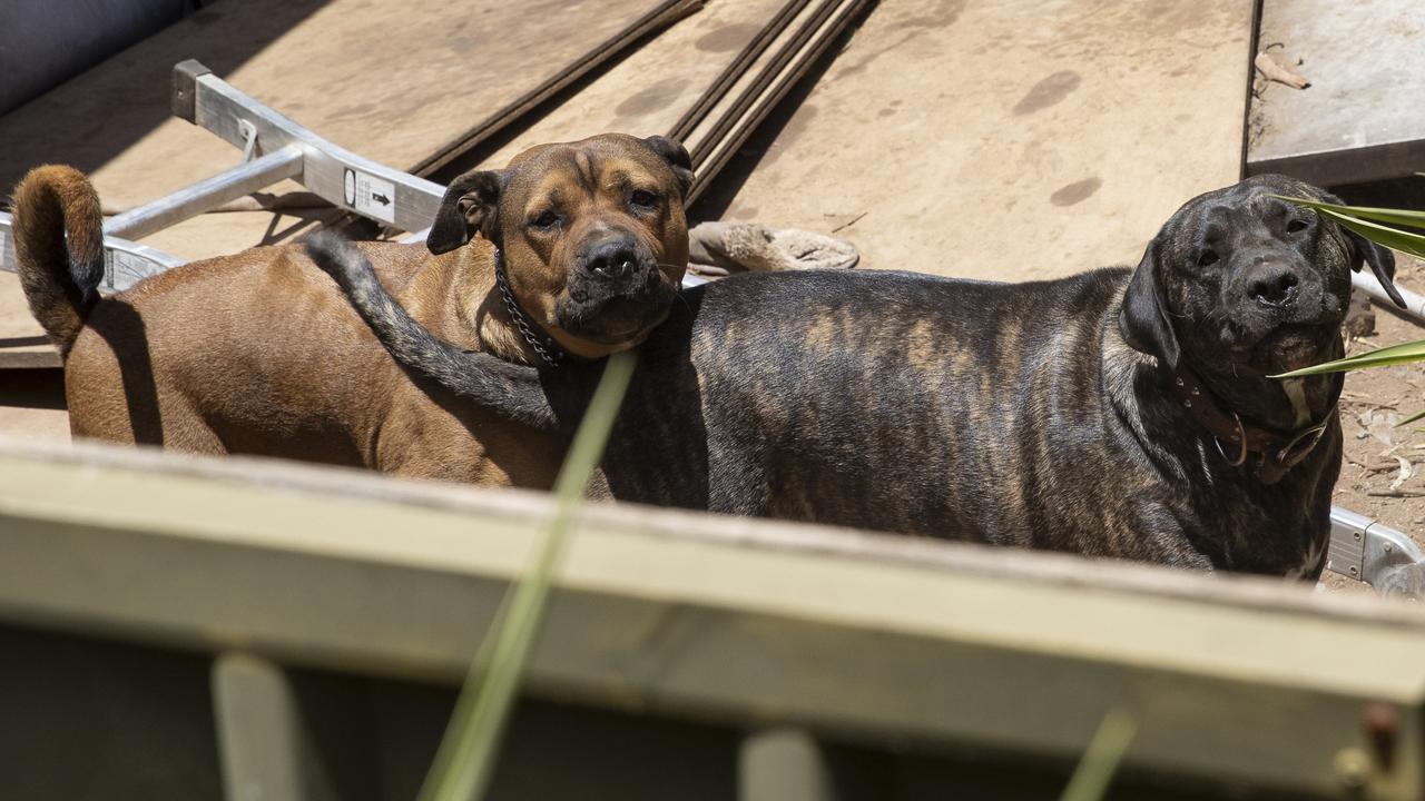 Campbelltown Council is prosecuting a dog owner after his pooches Simba and Nala (right) allegedly “attacked/harassed” a person last year. Picture Brett Hartwig