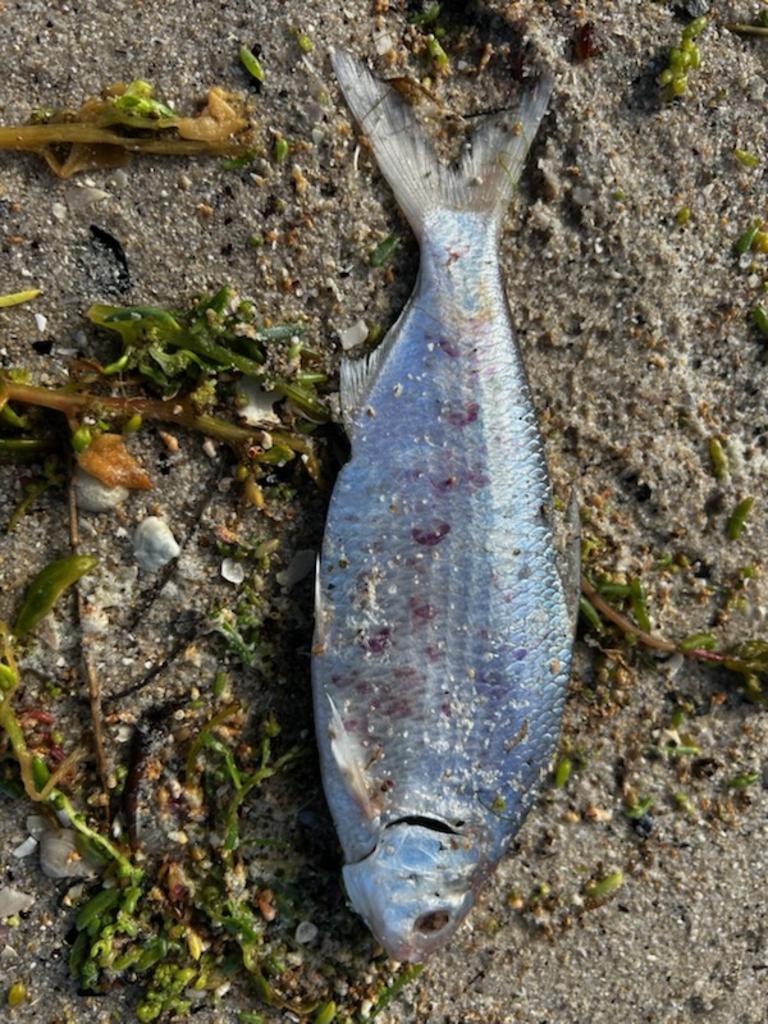 The algal bloom has reached the Coorong, with dead fish washing up on the shoreline. Picture: Supplied