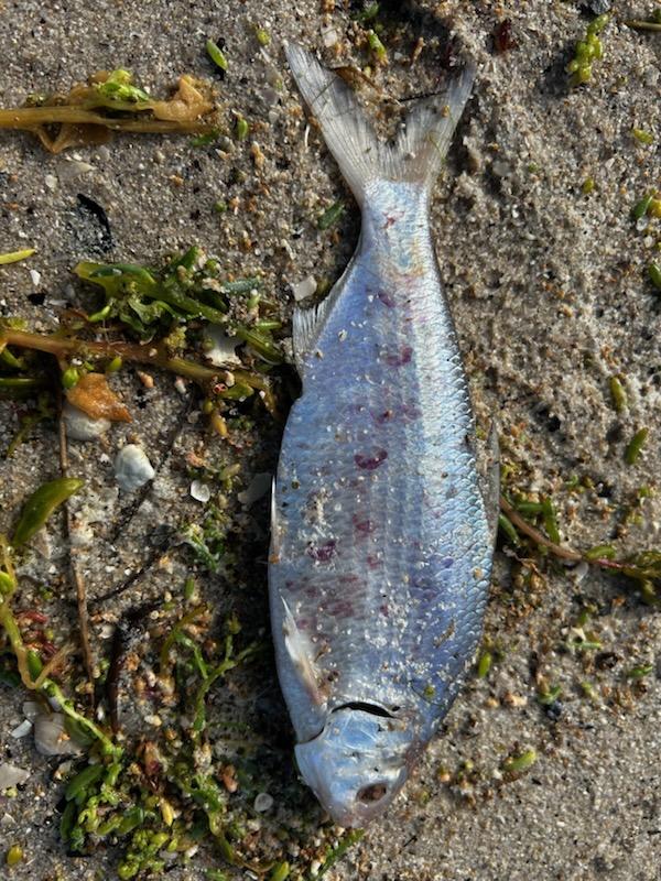 The algal bloom has reached the Coorong, with dead fish washing up on the shoreline. Picture: Supplied