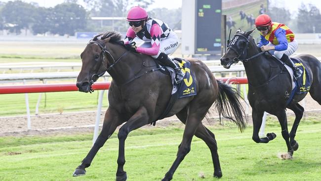 Broadway Bouncer can end the day at Newcastle on a high note. Picture: Bradley Photos