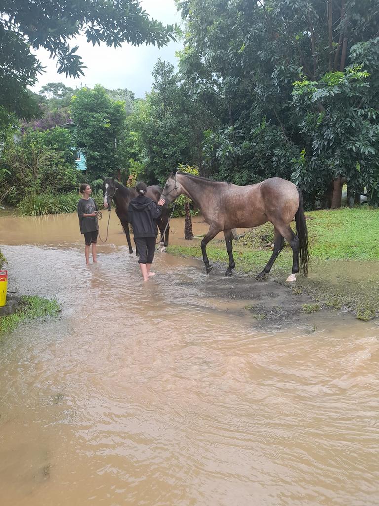 Horses being rescued along the Brunswick River in Mullumbimby. Picture Jacqui Porter