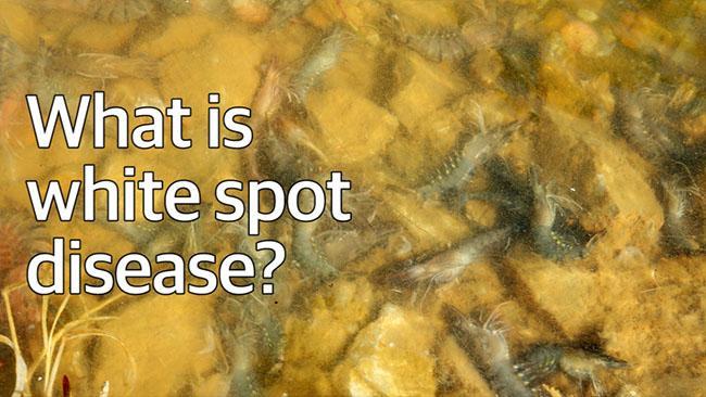 What is white spot disease?