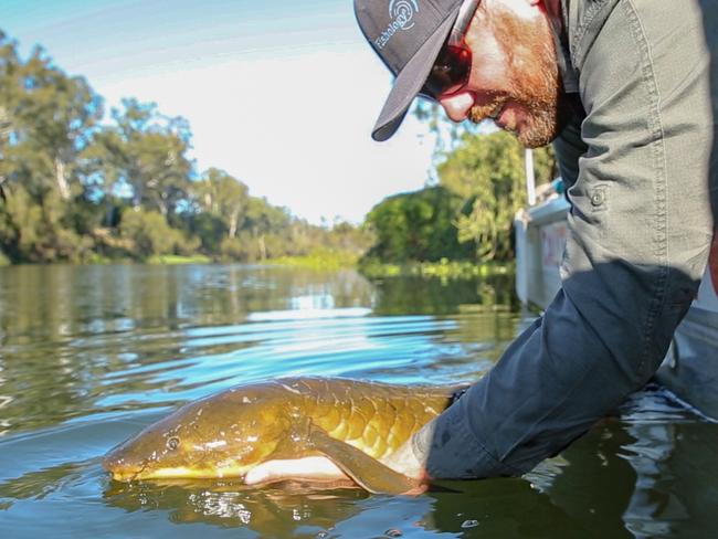 A lungfish is released back into the Brisbane River after having its details recorded for a long-term study.