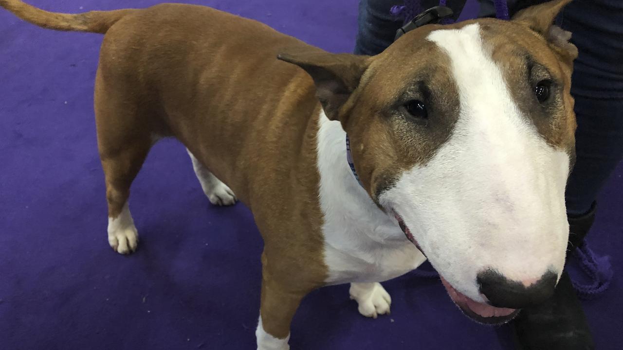 Vinny, a coloured bull terrier, poses after winning his breed. Picture: AP