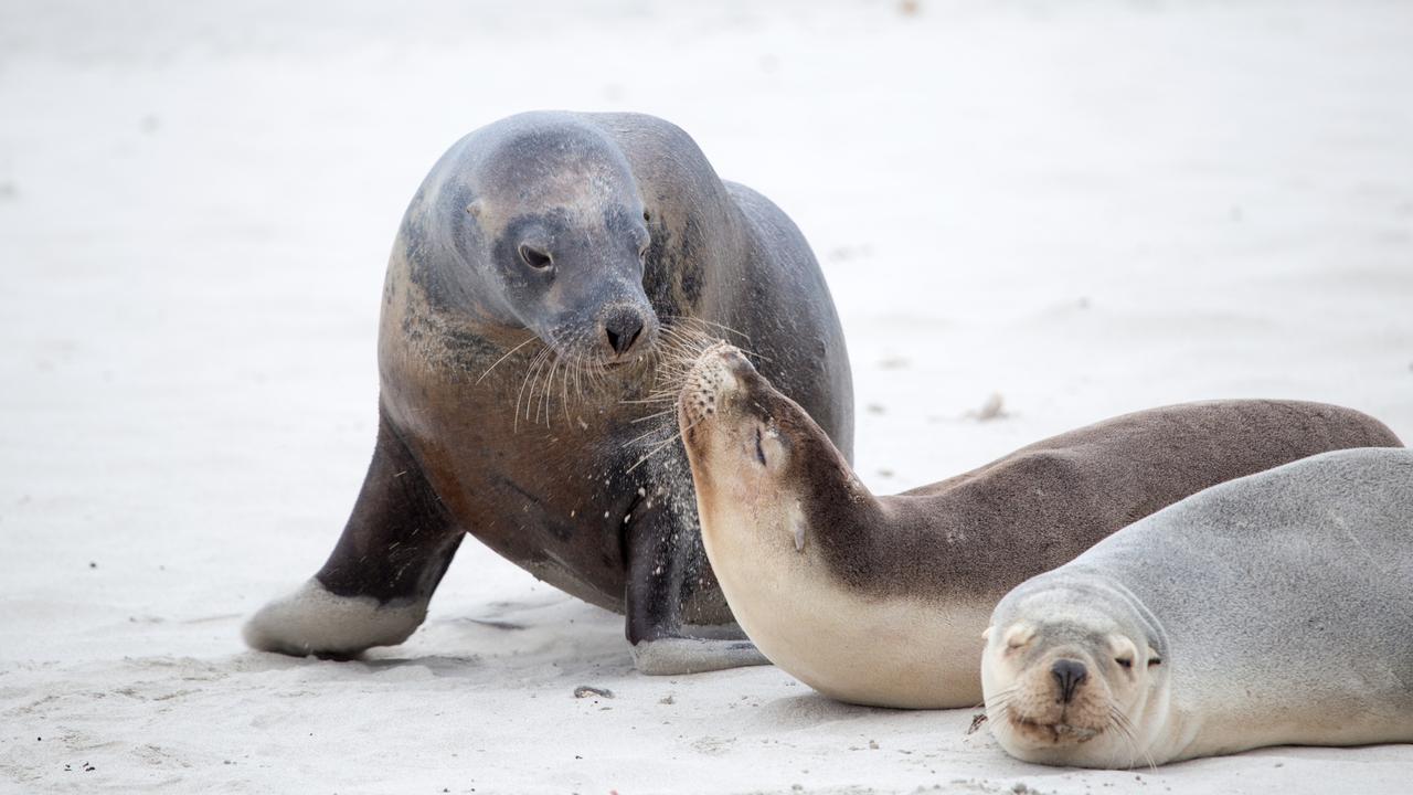 Seal the deal with Kangaroo Island Marine Adventures. Picture: Greg Snell/Tourism Australia