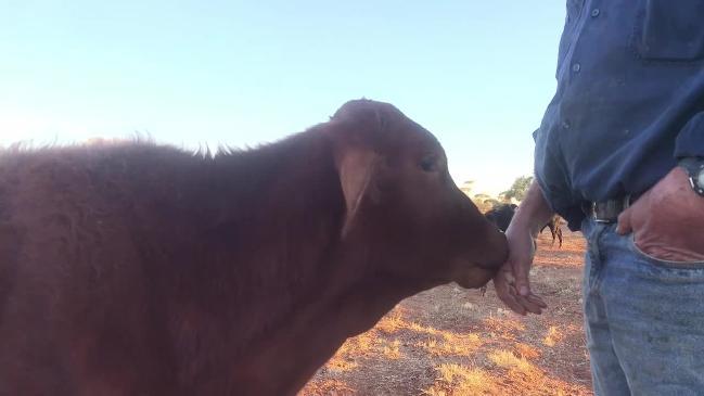 Quilpie Grazier on drought farming