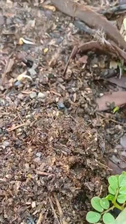 Fire ants in wake of Cyclone Alfred