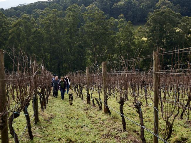 Bastard Hill winery, Yarra Valley 2