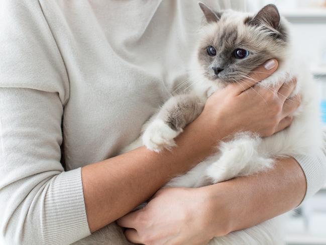 Australians are spending close to $500 million on pet insurance for cats and dogs.