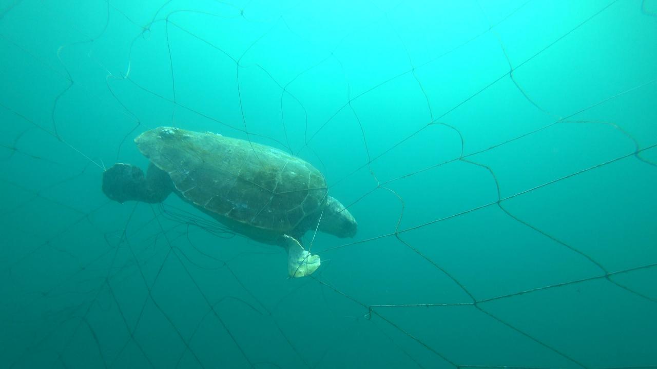 A Hawksbill turtle was caught in a shark net in NSW. Picture: Sea Shepherd Australia