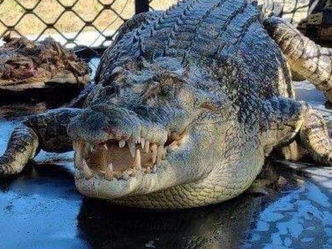 Large, scaly guest booted from QLD resort golf course