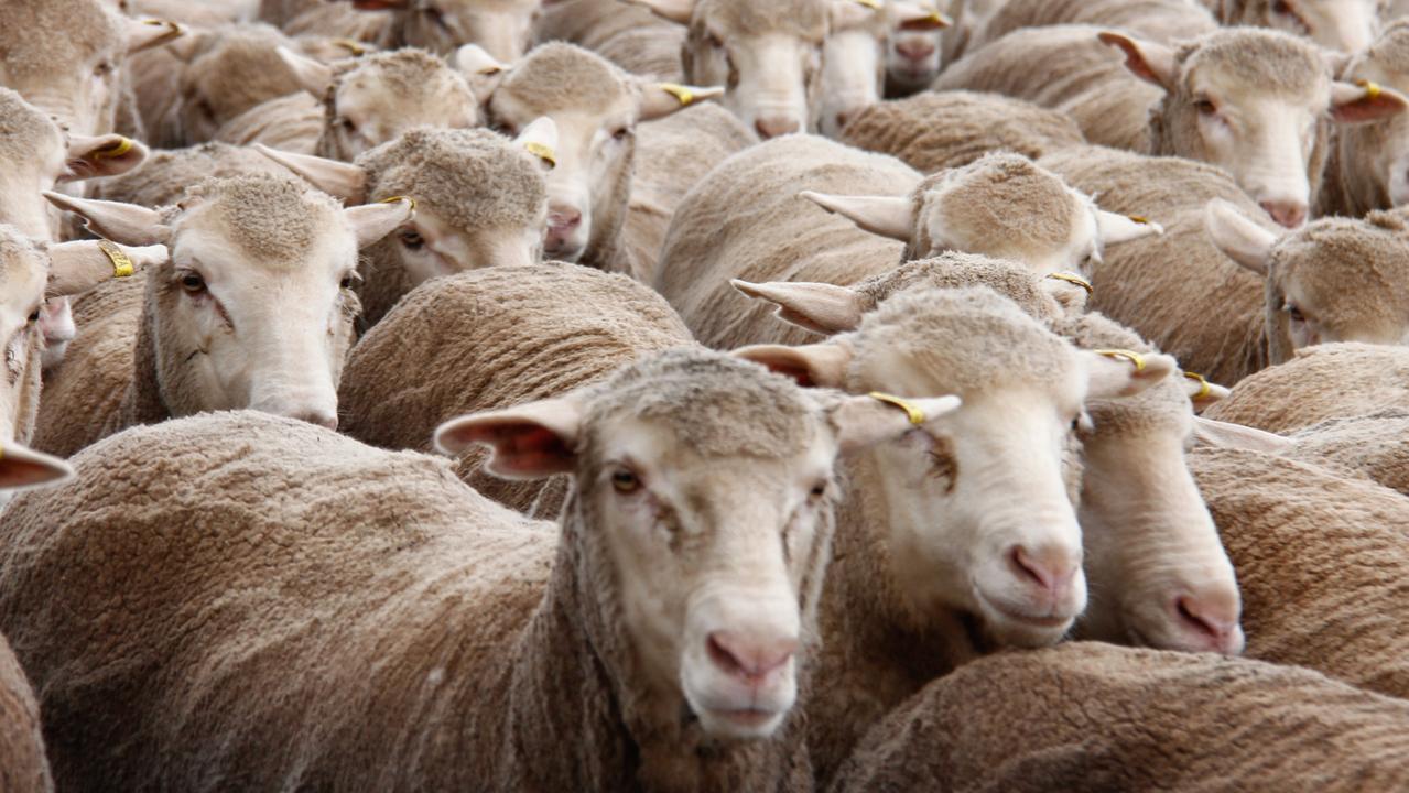 Scanned-in-lamb Merino ewes undervalued