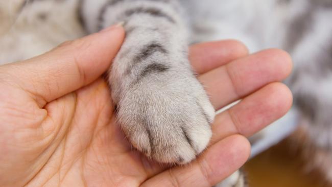 RSPCA is investigating after two kittens were thrown from a moving car on the Hume Highway.