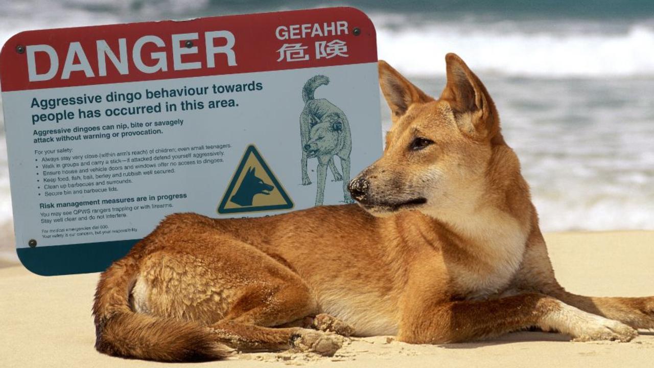 Australia: Tourists fined for dingo selfies as rangers warn of