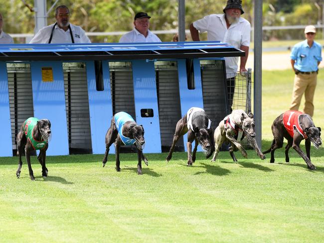 The start of race one at the Bundaberg Greyhound Racing Club.