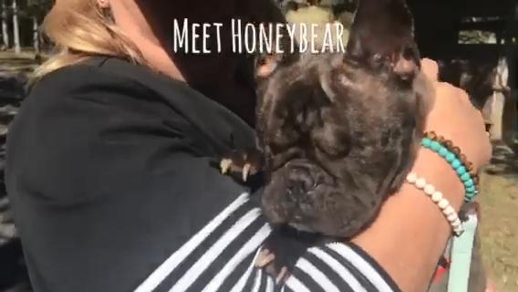 Honeybear the French Bulldog Gold Coast